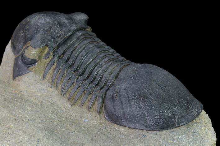 Bargain, Paralejurus Trilobite - Morocco #171490